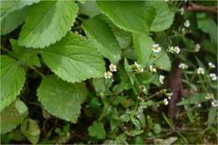 Galinsoga quadriradiata